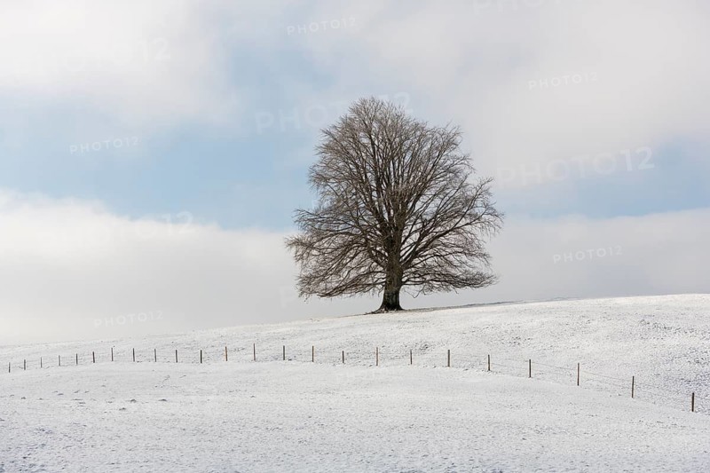 A tree stands alone on a snow-covered hill under a calm sky, Rieden, Ostallgäu, Allgäu, Swabia, Upper Bavaria, Bavaria, Germany