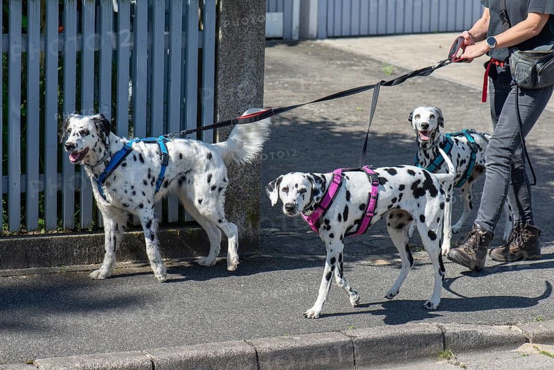 Three Dalmatian dogs on a lead, Bavaria, Germany