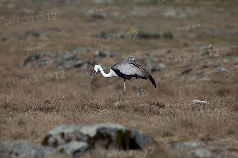 Wattled Crane (Grus carunculata), Bale Mountains Nationalpark, Ethiopia