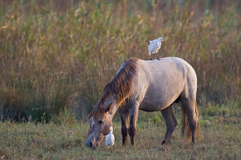 Western Cattle Egret (Bubulcus ibis) sitting on a horse, Mallorca, Spain
