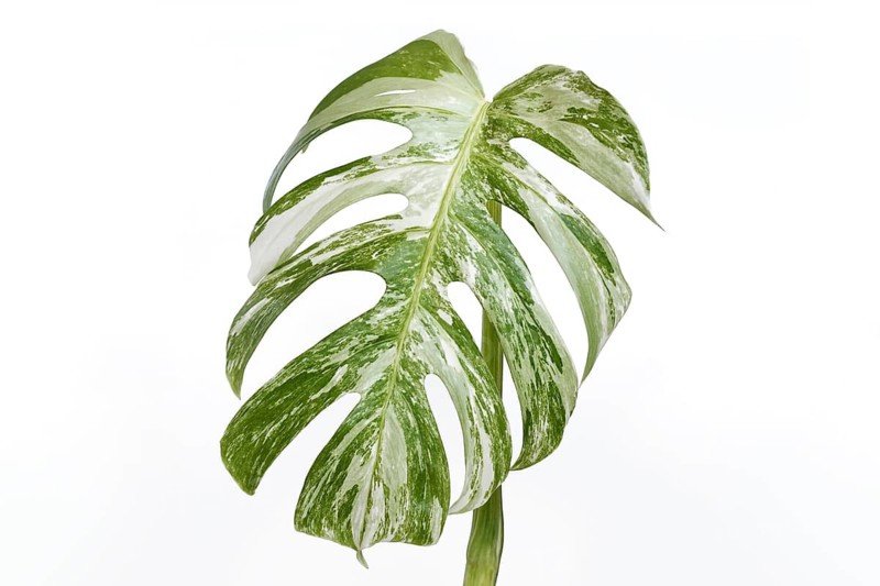 Leaf of tropical 'Monstera Deliciosa Variegata' houseplant with white spots on white background