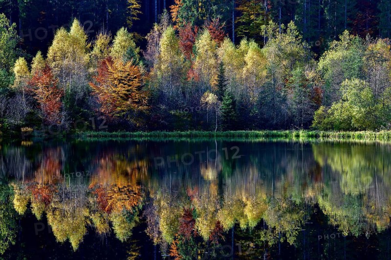 Trees reflected in the Sankenbachsee, Karsee, autumn, near Baiersbronn, Freudenstadt district, Black Forest, Baden-Württemberg, Germany