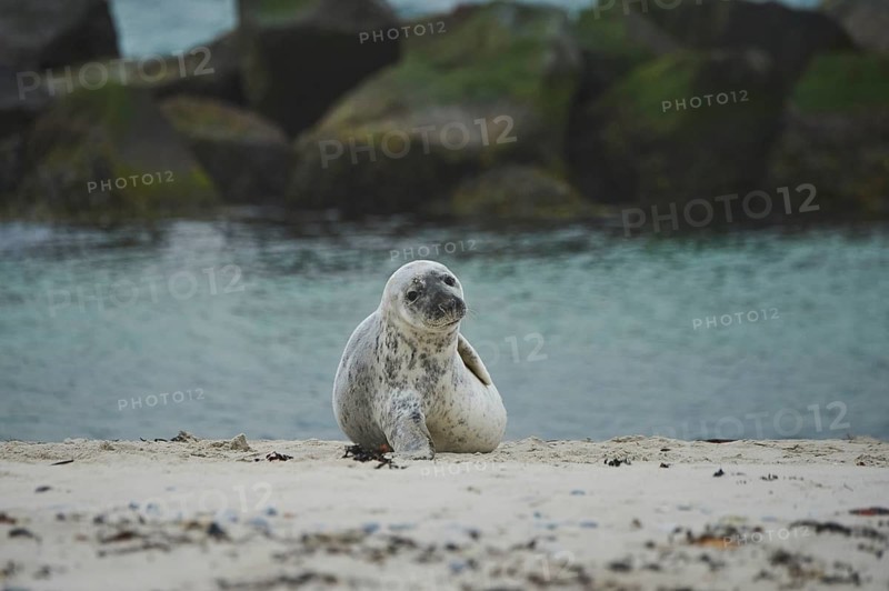 Grey seal (Halichoerus grypus) lying on the beach, Düne, Helgoland, Schleswig-Holstein, Germany