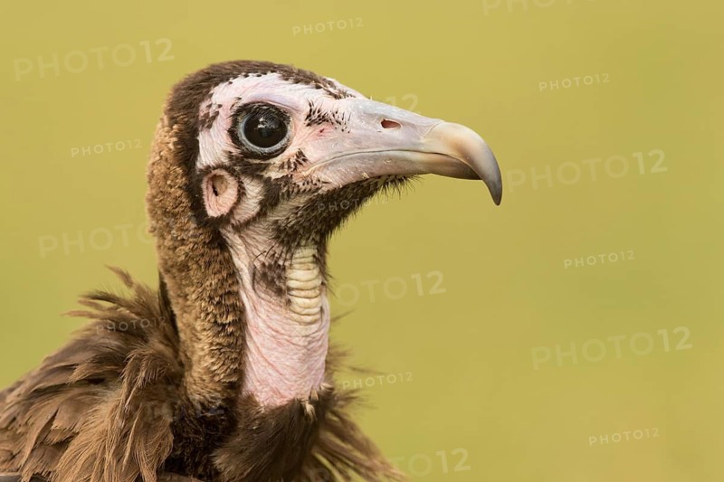Hooded Vulture (Necrosyrtes monachus) juvenile, Gambia