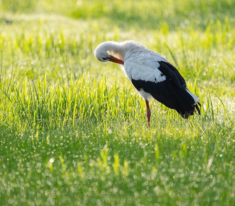 White stork (Ciconia ciconia) in the early morning in a meadow during plumage care, dew pearls on the grass, Lower Saxony, Germany