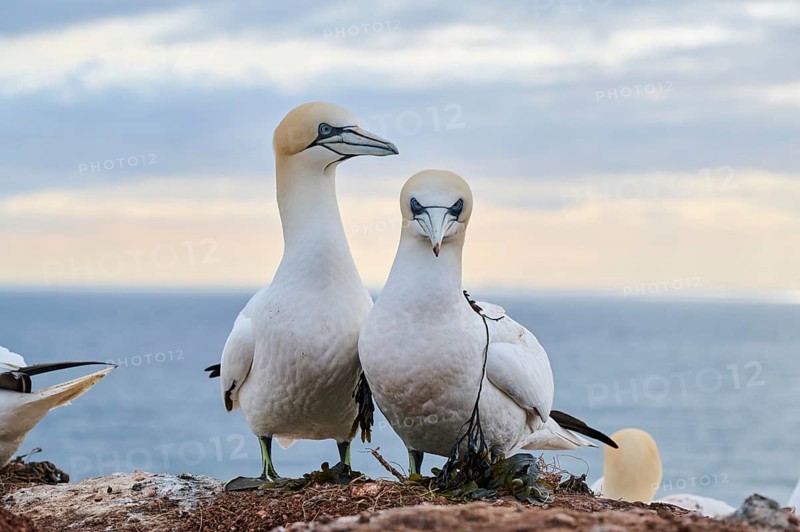 Northern gannet (Morus bassanus) couple standing on the cliff, wildlife, Helgoland, Germany