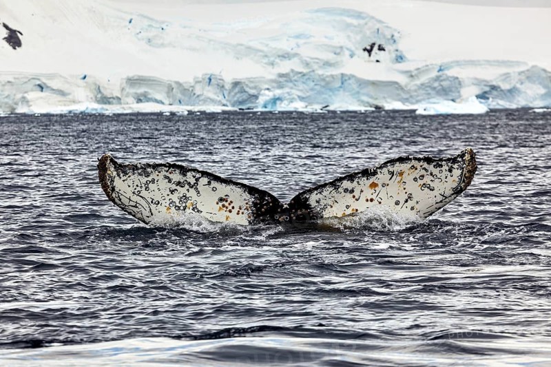 Outstanding whale fin in the sea in front of an impressive ice landscape, The fluke of a diving humpback whale in the Antarctic (Megaptera novaeangliae)