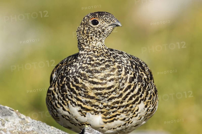 Rock Ptarmigan (Lagopus muta) female, Lapland, Sweden