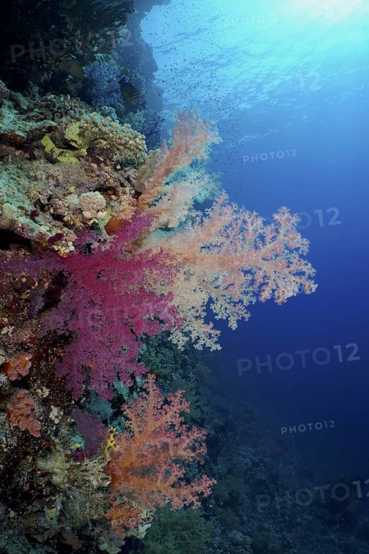 Klunzinger's tree coral (Dendronephthya klunzingeri)