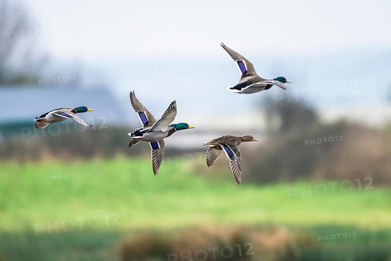 Mallard, Anas platyrhynchos, birds in flight over winter marshes
