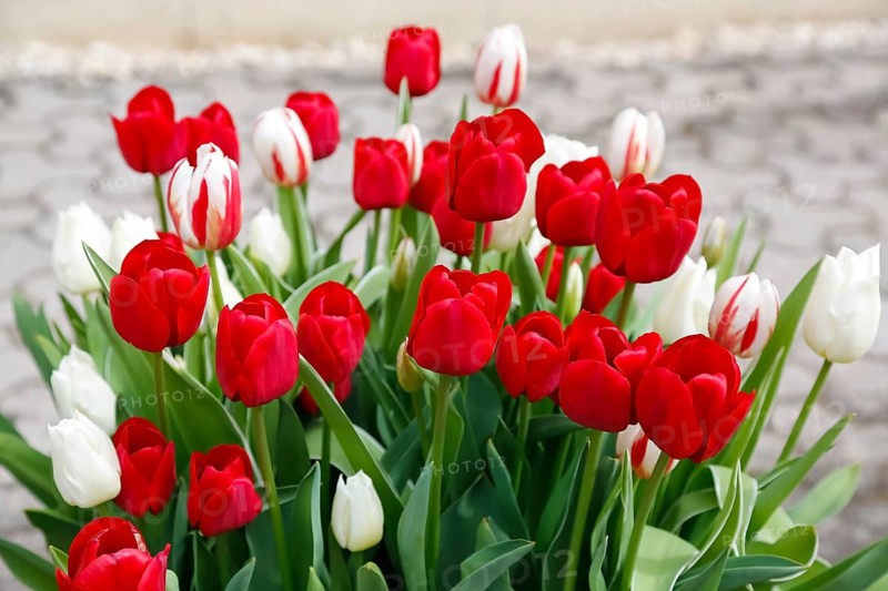 Gönningen tulip blossom, tulips (Tulipa), flowers, red and white blossoms, spring bloomers, bulbous flower genus, old tradition, custom, custom, tulip show, Tulip Sunday at the foot of the Swabian Alb, Gönningen, Reutlingen district, Baden-Württemberg, Germany