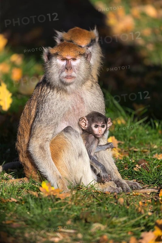 One female patas monkey (Erythrocebus patas)with her baby in late light on a green meadow