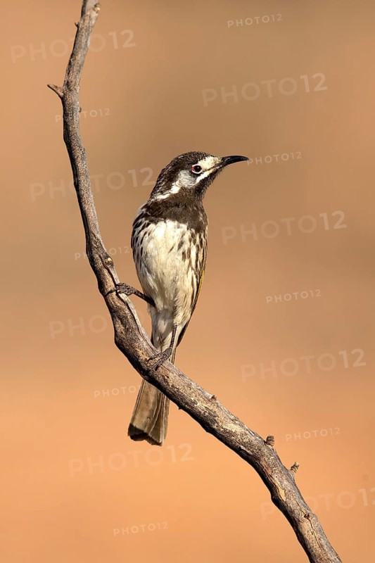 White-fronted Honeyeater (Purnella albifrons) perched on a branch, South Australia, Australia
