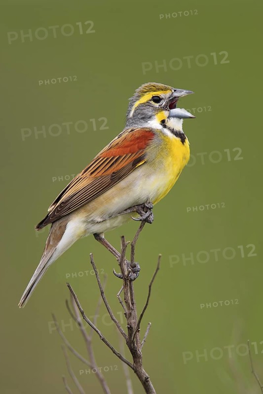Dickcissel (Spiza americana) singing, Texas, USA