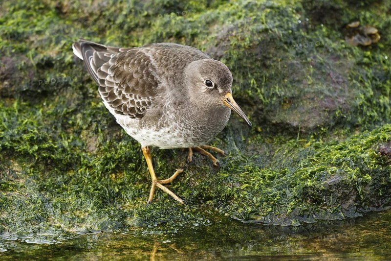 Purple Sandpiper (Calidris maritima), Asturias, Spain