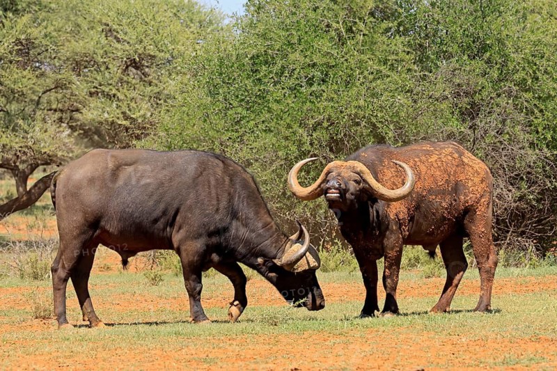 Cape buffalo (Syncerus caffer), adult, foraging, two buffalo, Mokala National Park, Northern Cape, South Africa