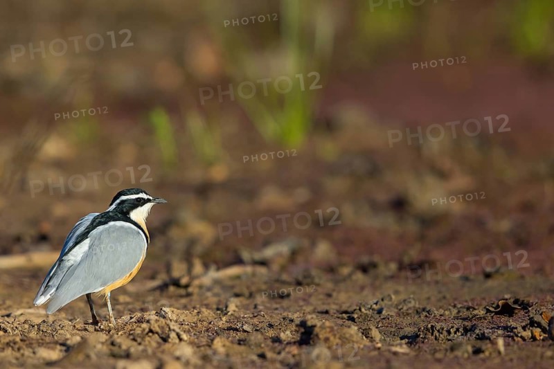 Crocodile-bird, (Pluvianus aegytpticus), Crocodile-bird, Egyptian Plover, Pluvian fluviatile, Pluvial, Njau area, Njau, North Bank, Gambia