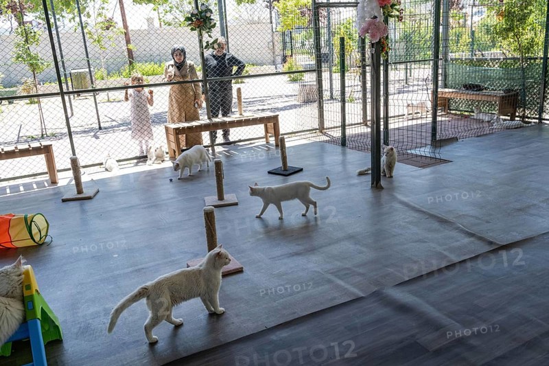 Van, Turkey. June 2nd 2026. Van Cats play inside the visitor centre of Van Cat House, a rare breed of cat found in the Eastern Anatolia region of Turkey. The variety has been referred to as the swimming cat, and has been observed to swim in Lake Van