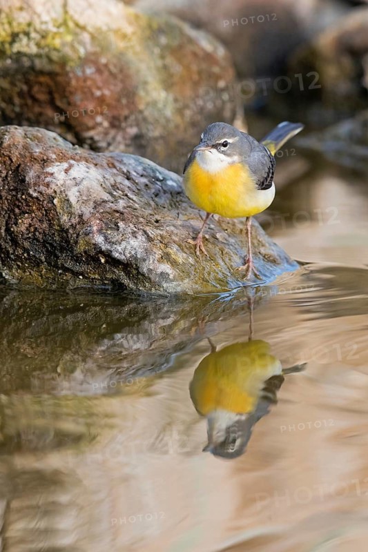 Gebirgsstelze, Bergstelze, Grey Wagtail, Gray Wagtail, Motacilla cinerea, Bergeronnette des ruisseaux, Lavandera Cascadeña