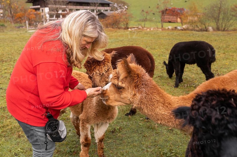 An elderly woman tenderly interacts with a group of alpacas in a lush green field in the Austrian countryside, showcasing affection and care