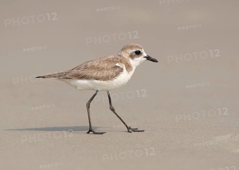 Lesser Sand Plover (Charadrius mongolus) on beach, Goa, India