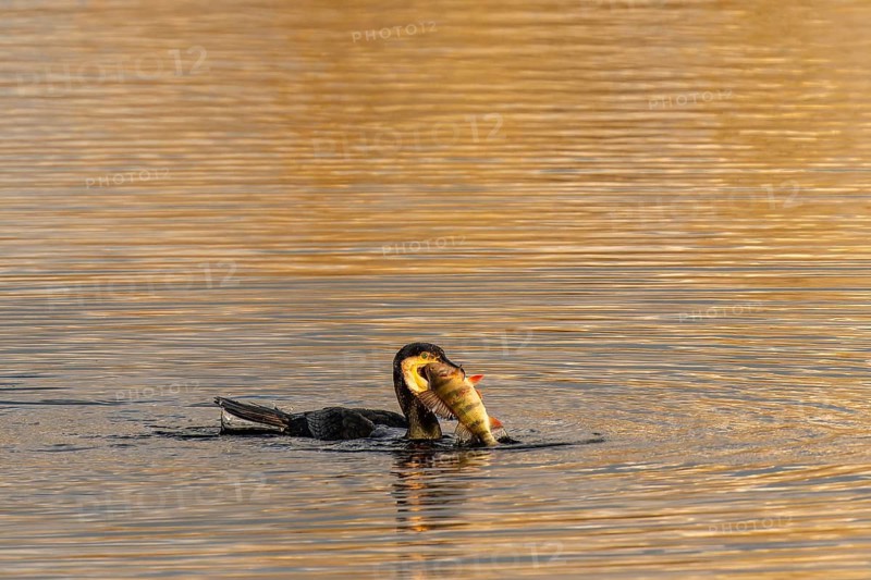 Cormorant with a fish in its beak in the water, Cormorant, (Phalacrocorax carbo), wildlife, Germany