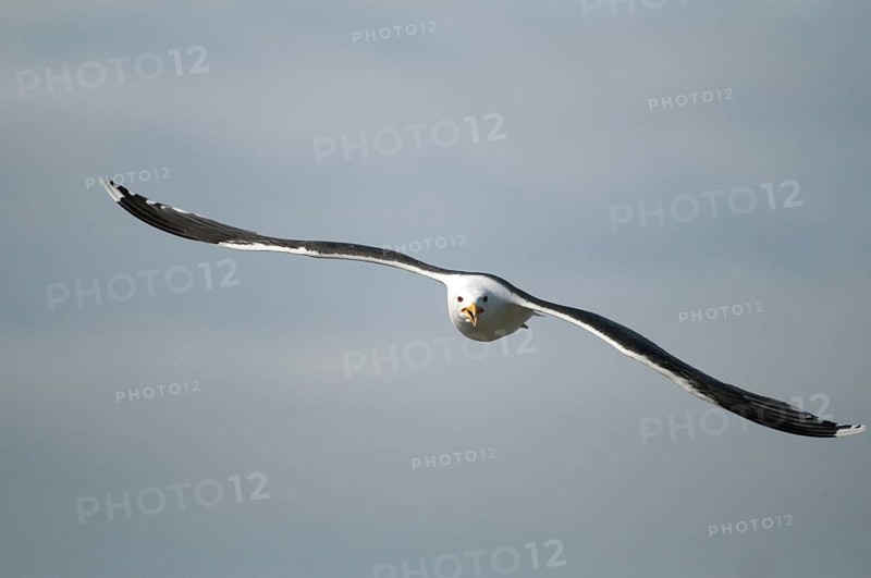 Black-backed gull, great black-backed gull, great black-headed gull, larus marinus, clotted gull, Norway, varanger, birds, charadriiformes, flying, flight, gulls, limbols, seagulls, birds