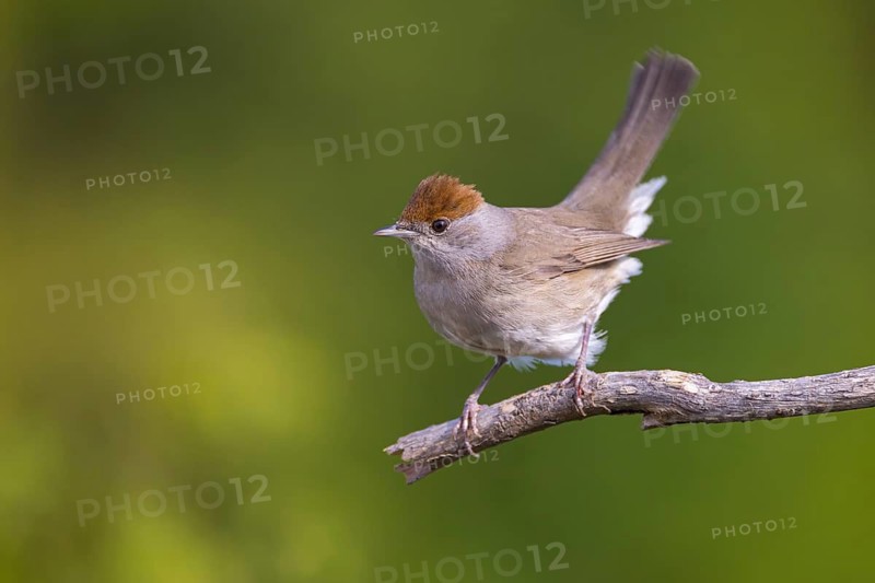 Blackcap (Sylvia atricapilla), Fauvette à tête noire, Curruca Capirotada, Branch, branch, Ormoz area, Ormoz, Podravska, Slovenia