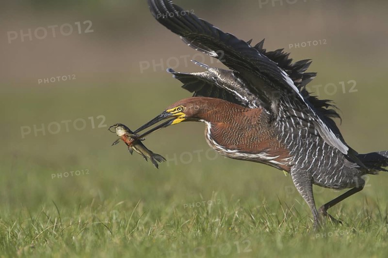 A Rufescent Tiger Heron lands with it's catch in front of Estancia Rincon del Socorro in Argentina
