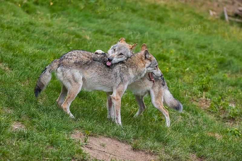 Two adult male eurasian gray wolves (Canis lupus lupus), social behaviour, dominance