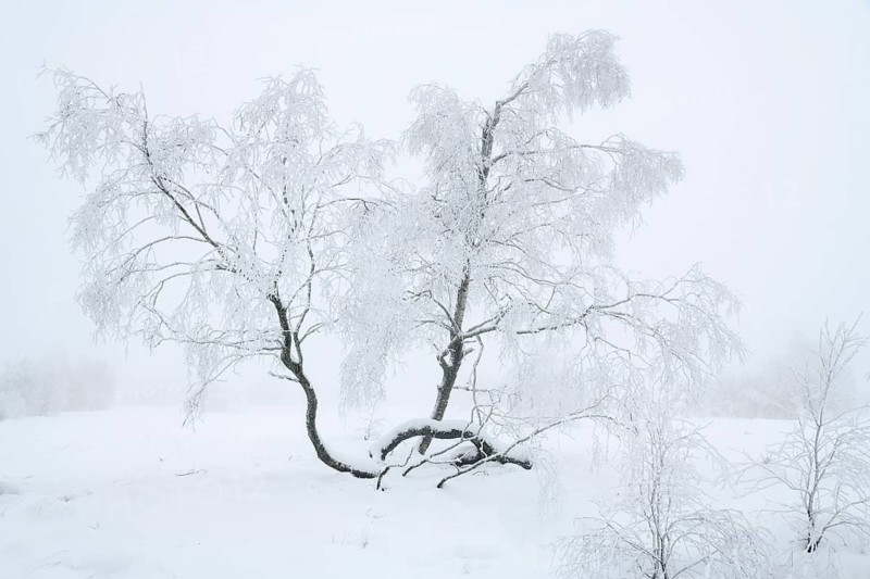 Bog birch (Betula pubescens) with hoarfrost in winter, High Fens, Hautes Fagnes, Wallonia, Belgium