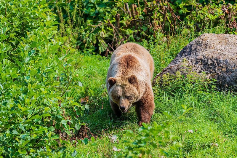 One adult male eurasian brown bear (Ursus arctos arctos) walking over a green meadow on hilly ground