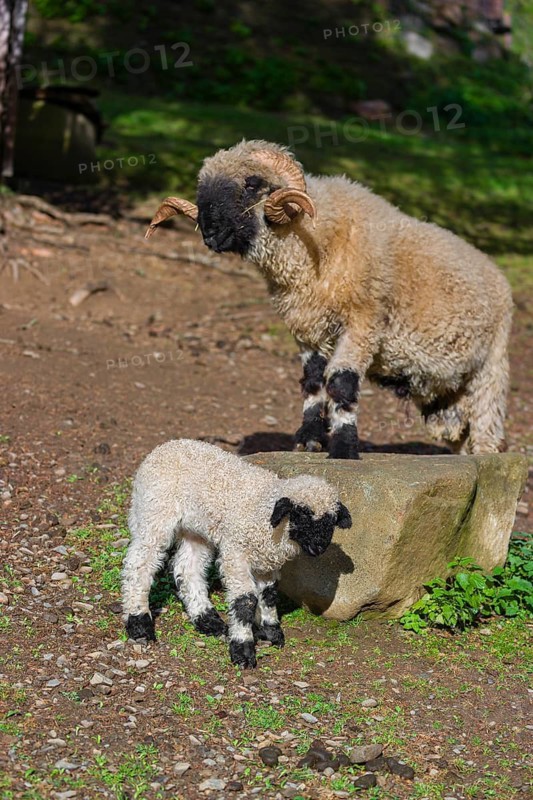 A male Valais Blacknose sheep and a lamb (Avis Aries) stand on a pasture on hilly ground