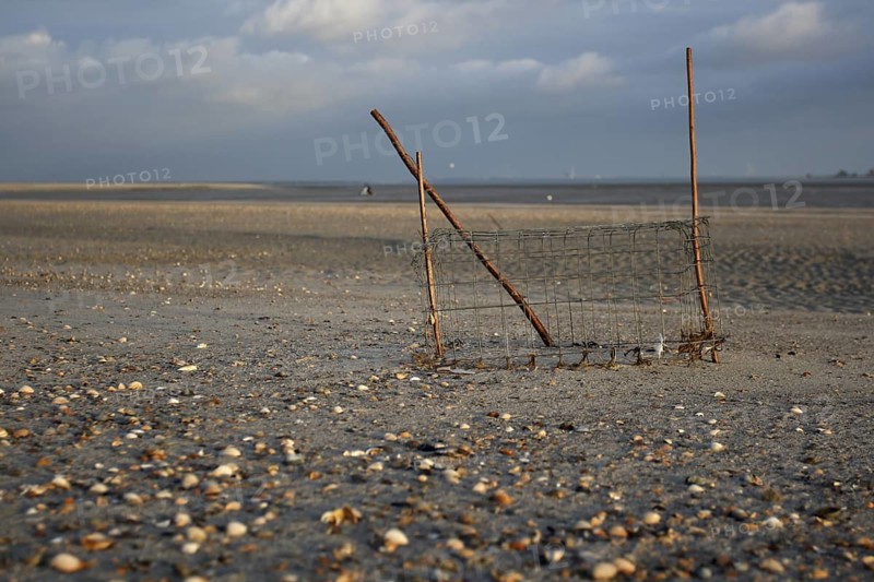 Common Ringed Plover (Charadrius hiaticula), Lower Saxony, Germany