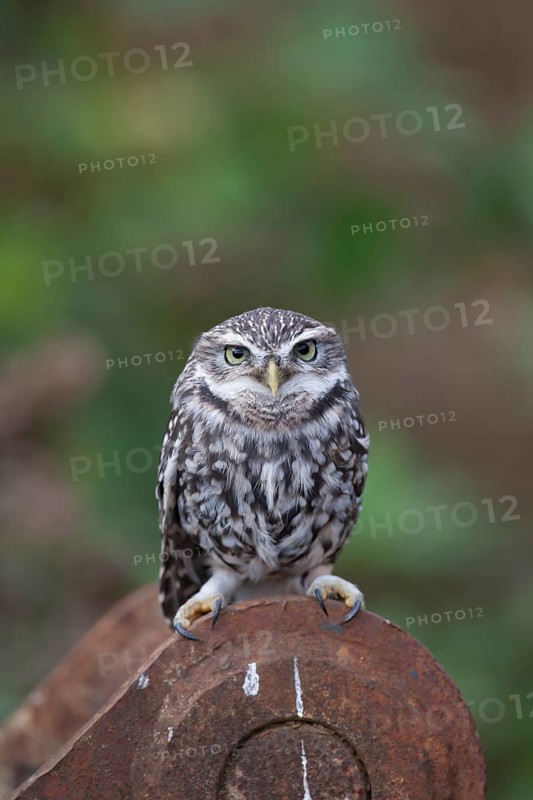 Little owl (Athene noctua) adult bird on metalwork, England, United Kingdom