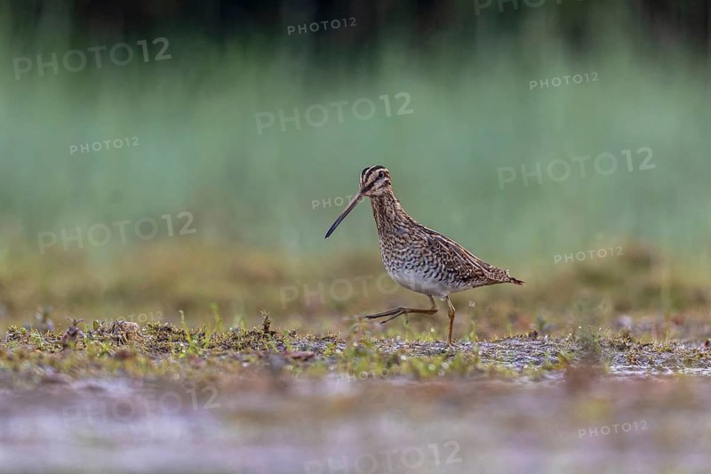Common Snipe (Gallinago gallinago) foraging, North Rhine-Westphalia, Germany