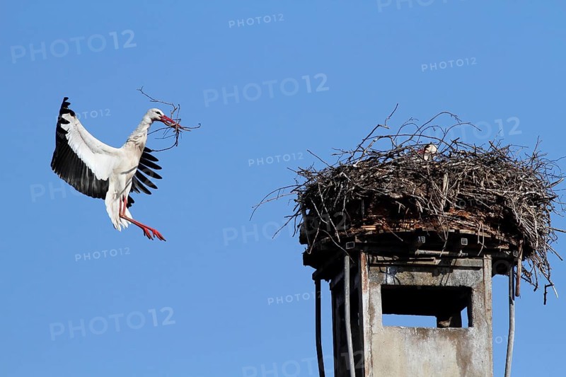Animals, birds, stork, storks, the stork, white stork approaching its nest, side view, nesting material in its beak, blue sky, (Ciconia ciconia), Federal Republic of Germany