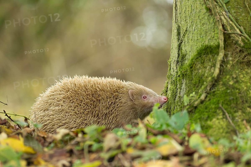 European hedgehog (Erinaceus europaeus) adult white or albino animal in a woodland, Suffolk, England, United Kingdom
