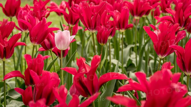 A single white tulip stands amidst a vibrant field of red tulips. The contrast highlights the unique beauty of individuality in nature, showcasing diversity and the allure of differences