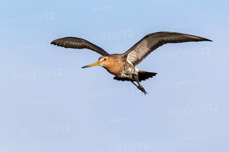 Black-tailed Godwit (Limosa limosa) flying, Texel, Netherlands