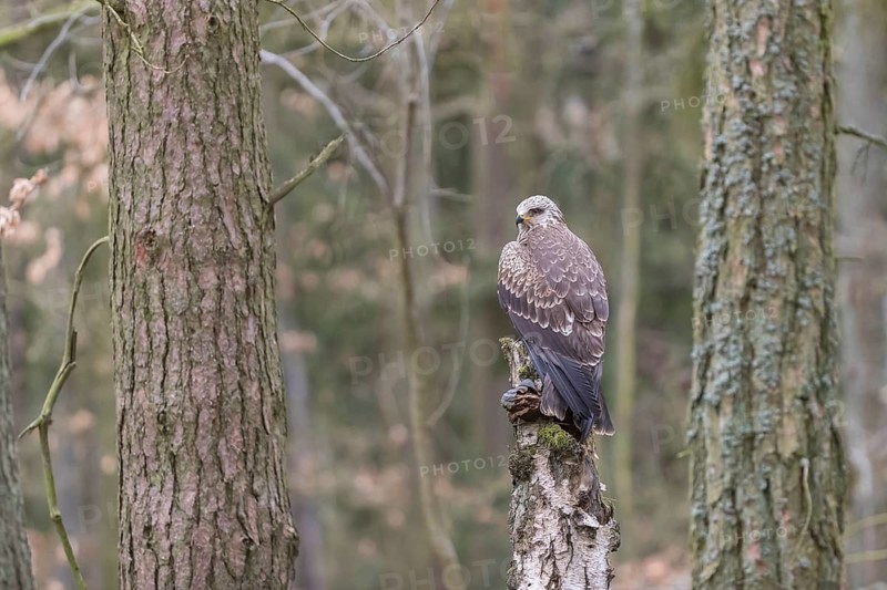 One black kite (Milvus migrans) sitting on a dead birch tree in a forest