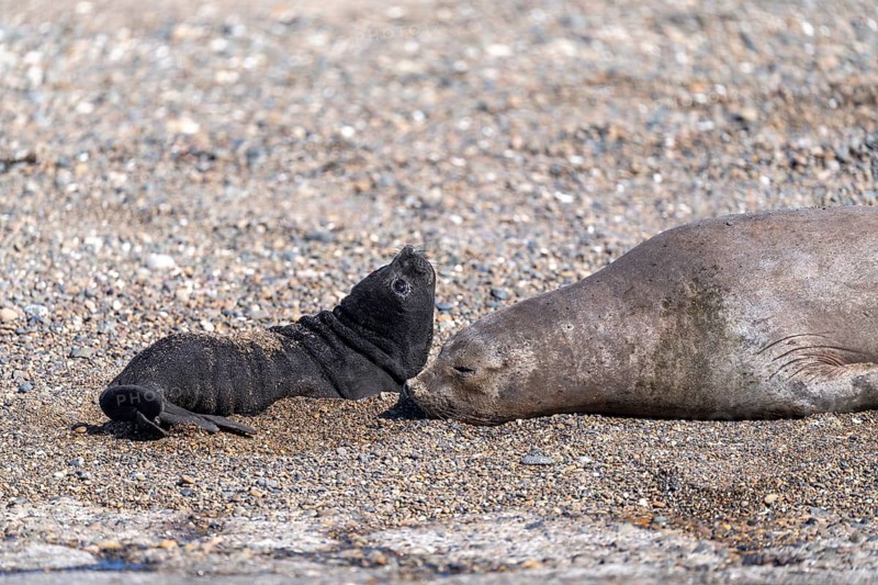 Southern elephant seal (Mirounga leonina), female with young on a pebble beach, Península Valdés, Chubut province, Argentina