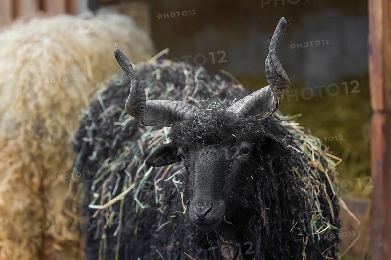 Portrait of a black Racka or Hortobágy Racka Sheep (Ovis aries strepsiceros hungaricus) with its unusual spiral-shaped horns
