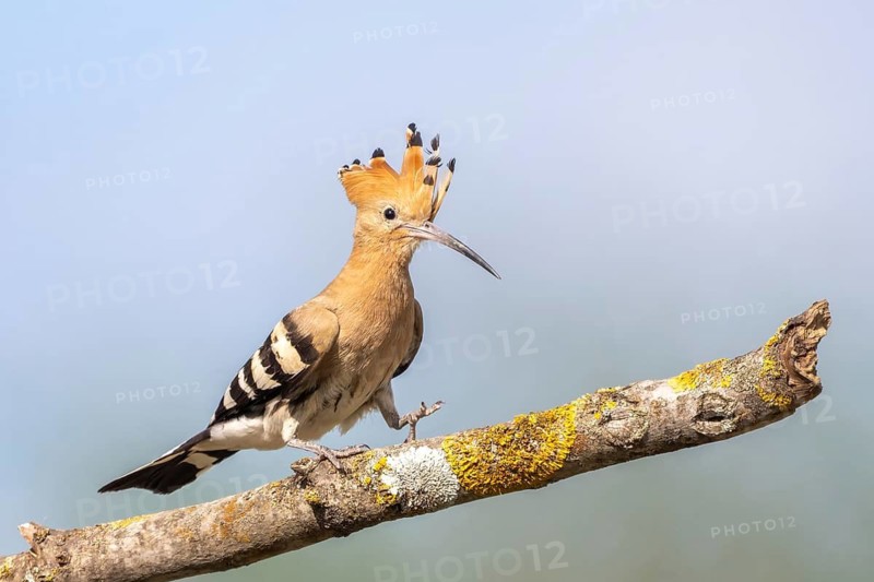 Hoopoe (Upupa epops), perched on a branch, Lower Austria, Austria