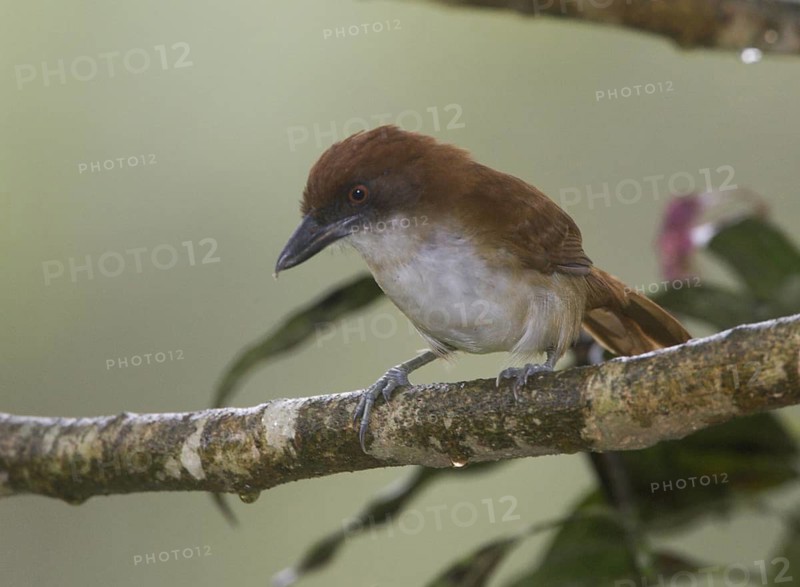 Great Antshrike, female - Rancho Suamox, Pichincha, Ecuador