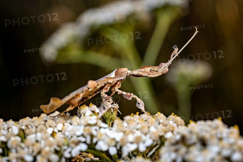 A brown praying mantis, camouflaged as it balances on small white flowers, a phantom mantis in a meadow near Windhoek in Namibia (Phyllocrania paradoxa)