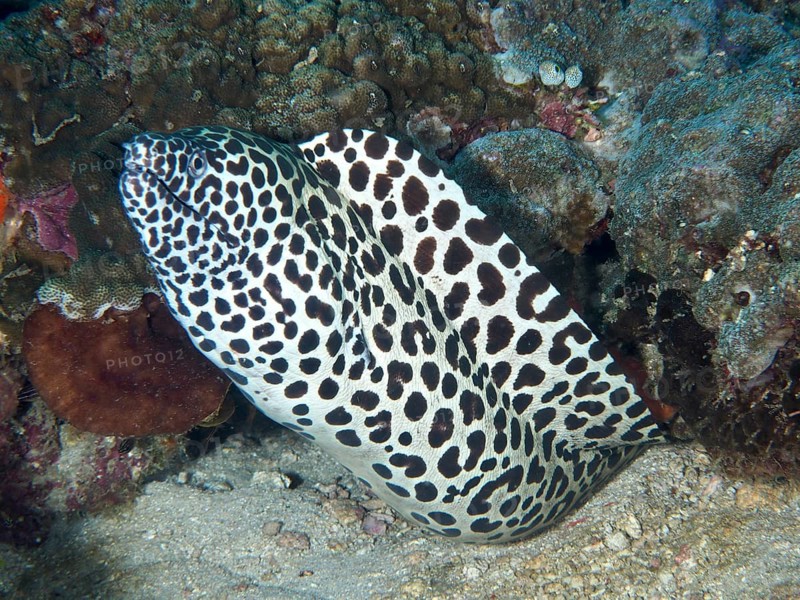 A spotted moray eel, the giant net moray (Gymnothorax favagineus), winds its way between the corals at the Spice Reef dive site, Penyapangan, Bali, Indonesia