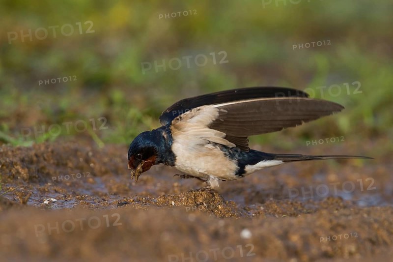 Barn Swallow - Rauchschwalbe - Hirundo rustica ssp. rustica, Morocco, adult female