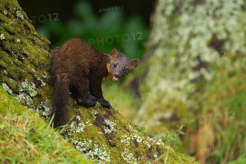 European pine marten (Martes martes) adult animal on the base of a tree in a woodland in summer, Scotland, United Kingdom