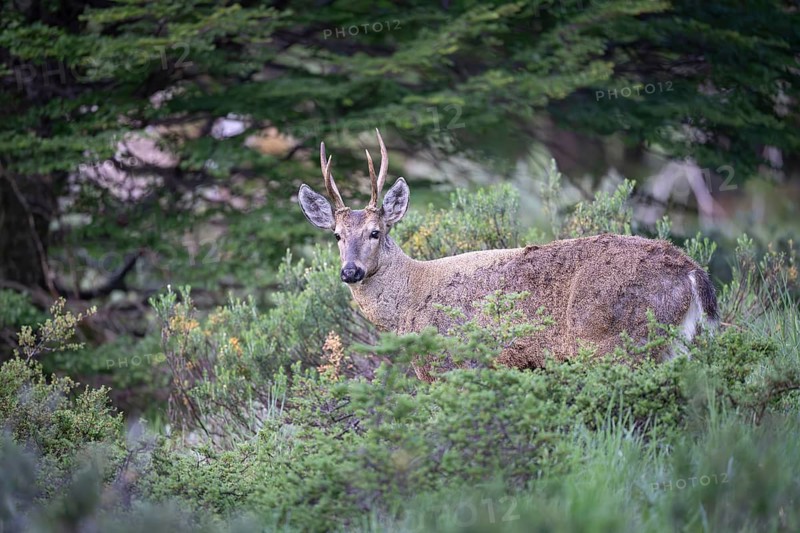 Southern Andean deer (Hippocamelus bisulcus), male with antlers, standing between bushes at the edge of the forest, Aysén, Patagonia, Chile
